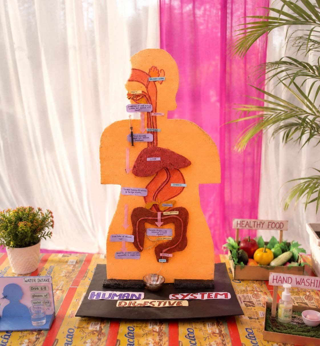 Human Digestive System Model
